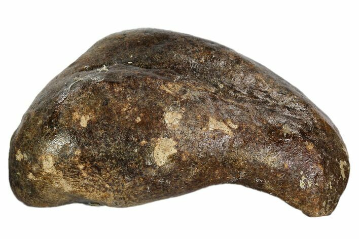 Fossil Whale Ear Bone - Miocene #109266